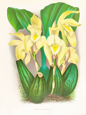 Lycaste costata by Jean Jules Linden Oil Painting