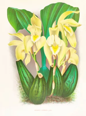 Lycaste costata by Jean Jules Linden Oil Painting