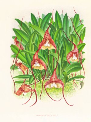 Masdevallia bella Oil painting by Jean Jules Linden