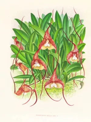 Masdevallia bella by Jean Jules Linden Oil Painting
