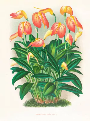 Masdevallia ignea Oil painting by Jean Jules Linden