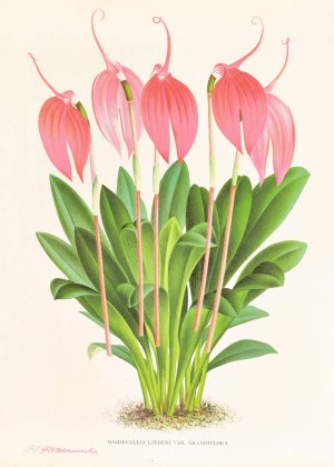 Masdevallia lindeni var grandiflora by Jean Jules Linden Oil Painting