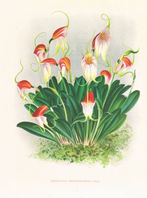 Masdevallia reichenbachiana by Jean Jules Linden Oil Painting