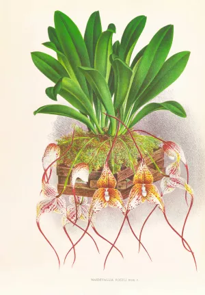 Masdevallia Roezli by Jean Jules Linden Oil Painting