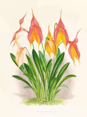 Masdevallia veitchiana Oil painting by Jean Jules Linden