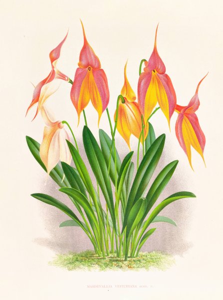 Masdevallia veitchiana  by Jean Jules Linden - Hand-Painted Oil Painting Reproduction