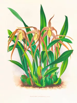 Maxillaria longisepala by Jean Jules Linden Oil Painting