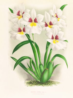 miltonia roezli by Jean Jules Linden Oil Painting