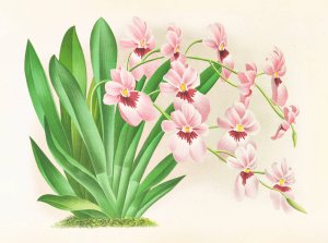 Miltonia vexillaria Oil painting by Jean Jules Linden