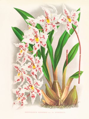 Odontoglossum alexandrae var cutsemianum by Jean Jules Linden Oil Painting