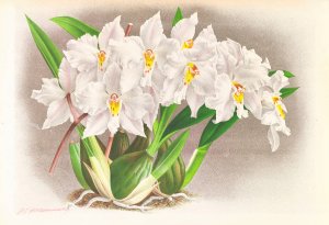 Odontoglossum alexandrae by Jean Jules Linden Oil Painting