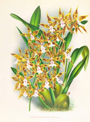 Odontoglossum boddaertianum by Jean Jules Linden Oil Painting