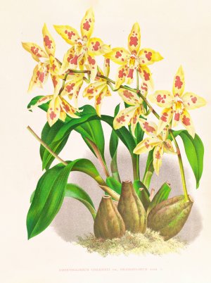 Odontoglossum coradinei var grandiflorum by Jean Jules Linden Oil Painting