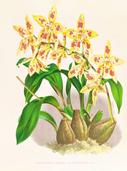 Odontoglossum coradinei var grandiflorum  by Jean Jules Linden - Hand-Painted Oil Painting Reproduction