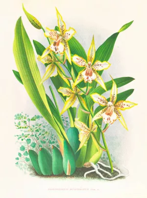 Odontoglossum duvivierianum Oil painting by Jean Jules Linden