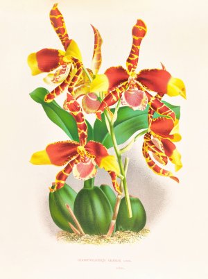 Odontoglossum grande by Jean Jules Linden Oil Painting