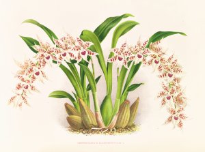 Odontoglossum lucianianum by Jean Jules Linden Oil Painting