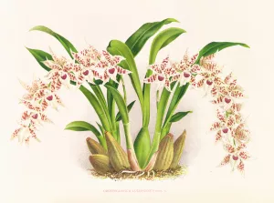 Odontoglossum lucianianum by Jean Jules Linden Oil Painting