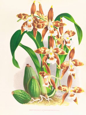 Odontoglossum luteo-purpureum by Jean Jules Linden Oil Painting