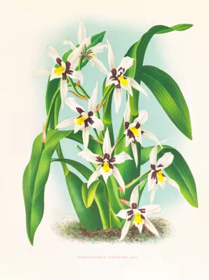 Odontoglossum maxillare Oil painting by Jean Jules Linden