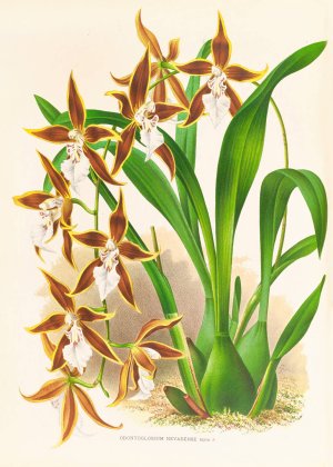 Odontoglossum nevadense by Jean Jules Linden Oil Painting