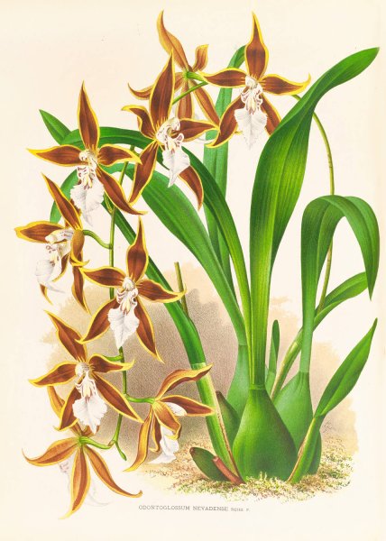 Odontoglossum nevadense  by Jean Jules Linden - Hand-Painted Oil Painting Reproduction
