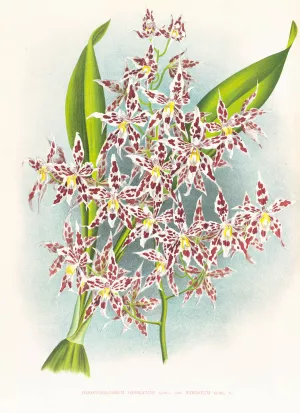 Odontoglossum odoratum var striatum Oil painting by Jean Jules Linden