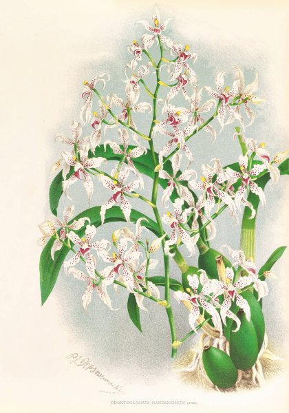 Main Product Photo of Odontoglossum ramosissimum  Painting by Jean Jules Linden