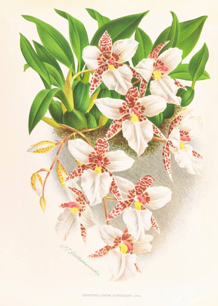 Main Product Photo of Odontoglossum rubescens  Painting by Jean Jules Linden