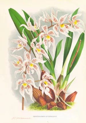 Odontoglossum Ruckerianum by Jean Jules Linden Oil Painting