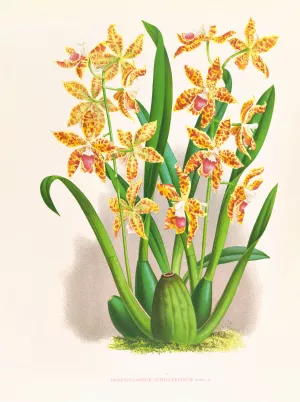 Odontoglossum schillerianum by Jean Jules Linden Oil Painting