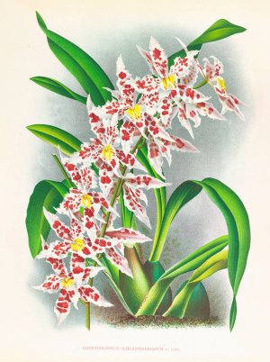 Odontoglossum schlesingerianum by Jean Jules Linden Oil Painting