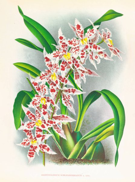 Odontoglossum schlesingerianum  by Jean Jules Linden - Hand-Painted Oil Painting Reproduction