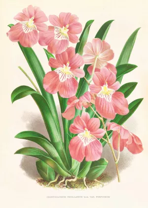Odontoglossum Vexillarium by Jean Jules Linden Oil Painting