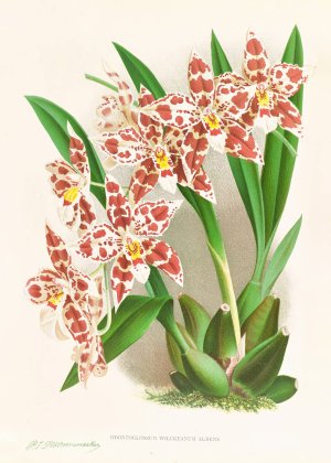 Odontoglossum wilckeanum albens by Jean Jules Linden Oil Painting