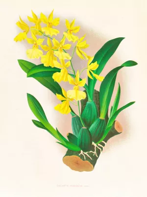 Oncidium concolor by Jean Jules Linden Oil Painting