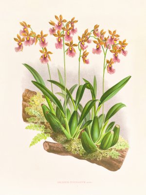 Oncidium cucullatum by Jean Jules Linden Oil Painting
