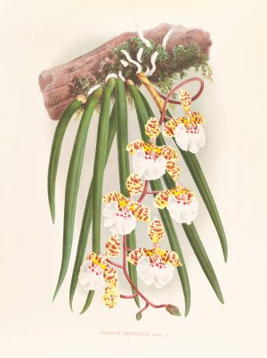 Oncidium jonesianum by Jean Jules Linden Oil Painting