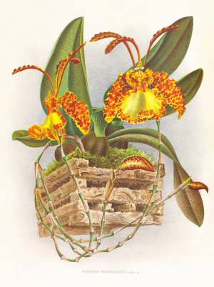 Oncidium kramerianum by Jean Jules Linden Oil Painting