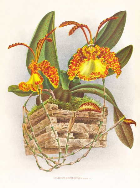 Oncidium kramerianum  by Jean Jules Linden - Hand-Painted Oil Painting Reproduction