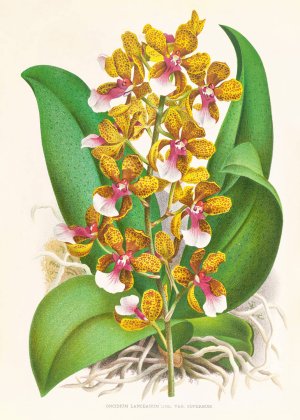 Oncidium Lannceanum by Jean Jules Linden Oil Painting