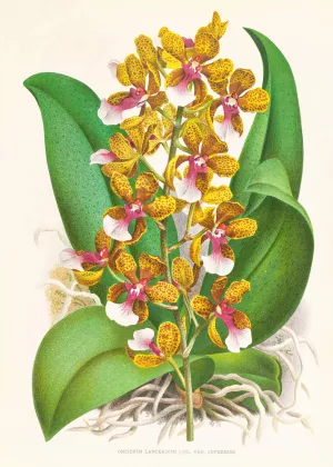 Oncidium Lannceanum Oil painting by Jean Jules Linden