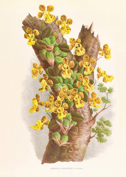Oncidium Limminghei  by Jean Jules Linden - Hand-Painted Oil Painting Reproduction
