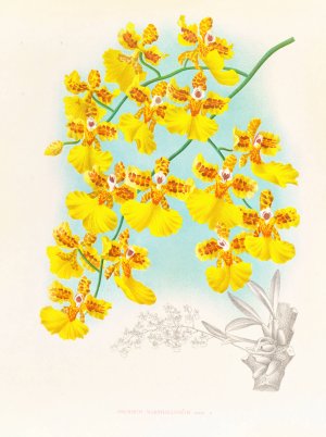 Oncidium marshallianum by Jean Jules Linden Oil Painting