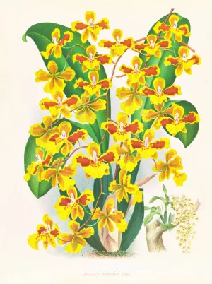 Oncidium sarcodes by Jean Jules Linden Oil Painting