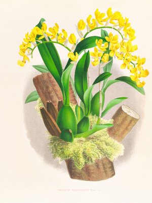 Oncidium warscewiczi by Jean Jules Linden Oil Painting