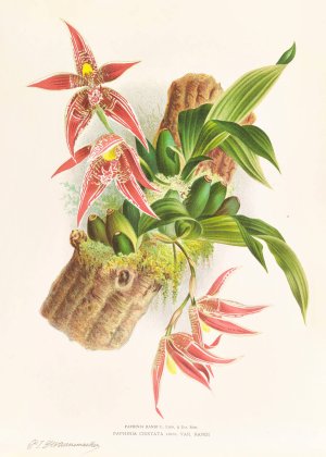 Paphinia Randi, Paphinia Cristata by Jean Jules Linden Oil Painting
