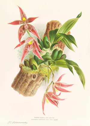 Paphinia Randi, Paphinia Cristata Oil painting by Jean Jules Linden