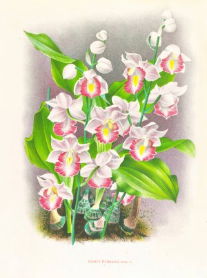 Phaius humbloti by Jean Jules Linden Oil Painting