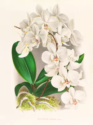 Phalaenopsis amabilis by Jean Jules Linden Oil Painting
